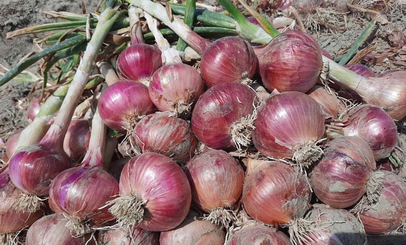 সেঞ্চুরীর পথে পেঁয়াজের দাম, আগামী তিনমাস সংকট আরও বাড়বে