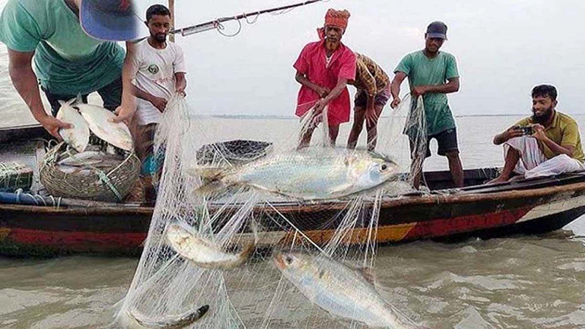 মা ইলিশ রক্ষায় সরকারের নেওয়া পদক্ষেপ অবৈধ মাছ আহরণের বিরুদ্ধে কঠোর ব্যবস্থা 