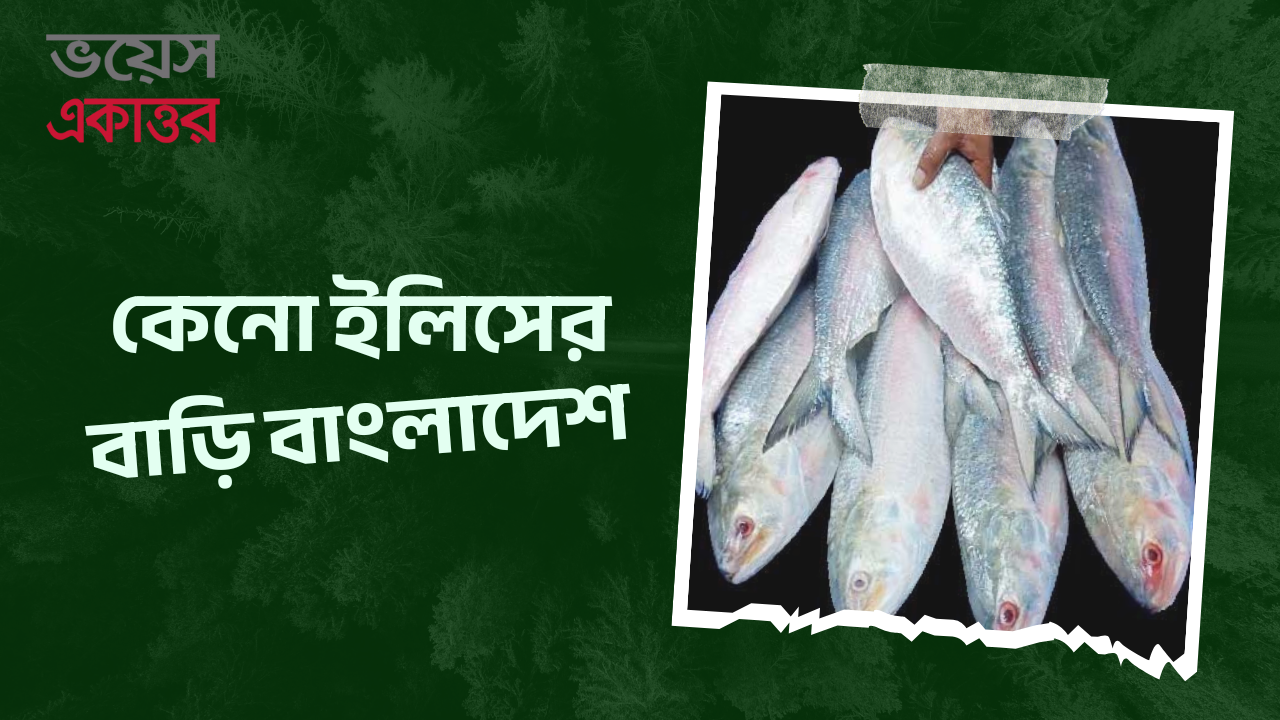মা ইলিশ রক্ষায় সরকারের নেওয়া পদক্ষেপ অবৈধ মাছ আহরণের বিরুদ্ধে কঠোর ব্যবস্থা