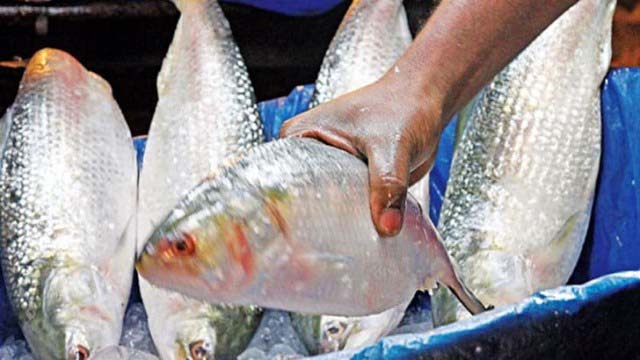 নিষিদ্ধকালীন পদ্মা-মেঘনায় মা ইলিশ রক্ষা একটি কঠিন চ্যালেঞ্জ