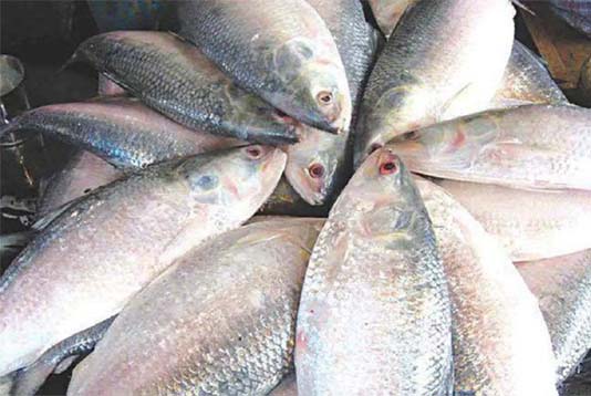 নিষিদ্ধকালীন পদ্মা-মেঘনায় মা ইলিশ রক্ষা একটি কঠিন চ্যালেঞ্জ