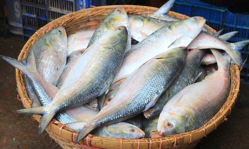 গোটা ইলিশ দূর অস্ত, মাথা-লেজেই জাতীয় মাছের স্বাদ নিচ্ছেন তারা