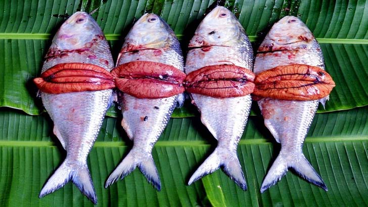 নিষিদ্ধকালীন পদ্মা-মেঘনায় মা ইলিশ রক্ষা একটি কঠিন চ্যালেঞ্জ