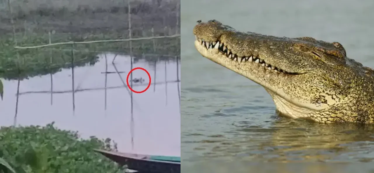 পদ্মার শাখা নদীতে ধরা পড়লো দৈত্যাকৃতির কুমির