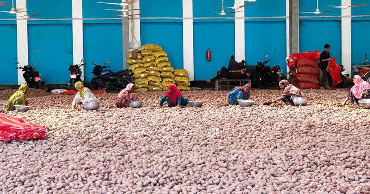 ঘোষণা দিয়েও সরকার আলু কেনেনি, লাখো টন মজুত, স্বপ্ন ভঙ্গ কৃষকের