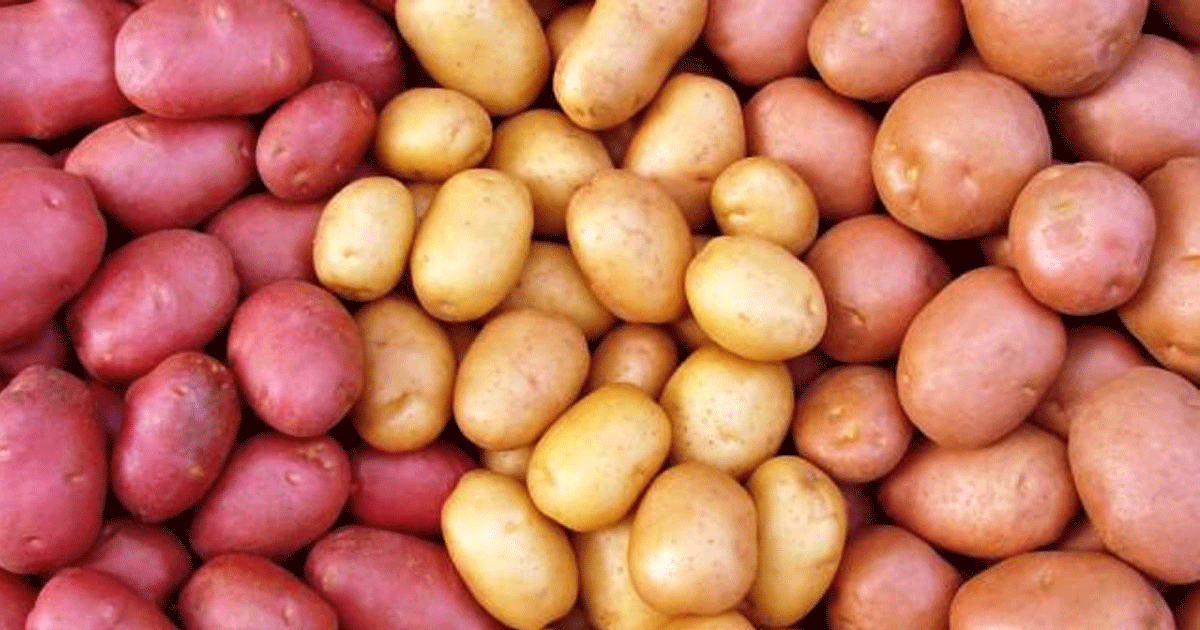 ঘোষণা দিয়েও সরকার আলু কেনেনি, লাখো টন মজুত, স্বপ্ন ভঙ্গ কৃষকের