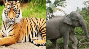 বাঘ-হাতি শিকারে সর্বোচ্চ ১২ বছরের কারাদণ্ড ও ১৫ লাখ টাকা জরিমানা