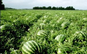 ফেনীতে তরমুজ চাষ কৃষি অর্থনীতিতে নতুন সম্ভাবনা