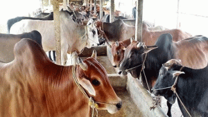 তিন বছরে খাদ্যে স্বনির্ভরতার লড়াই: মাঠে নামছে বাংলাদেশ কৃষক ঐক্য ফাউন্ডেশন