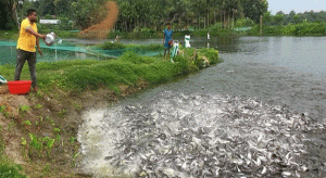 তিন বছরে খাদ্যে স্বনির্ভরতার লড়াই: মাঠে নামছে বাংলাদেশ কৃষক ঐক্য ফাউন্ডেশন