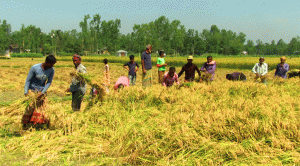 তিন বছরে খাদ্যে স্বনির্ভরতার লড়াই: মাঠে নামছে বাংলাদেশ কৃষক ঐক্য ফাউন্ডেশন