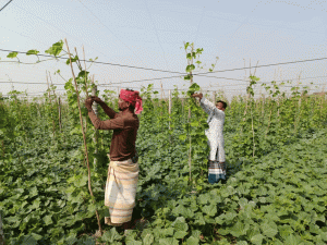 মেঘনার বুকে জেগে ওঠা স্বপ্ন, লাখো মানুষের কর্মসংস্থানের নতুন ঠিকানা