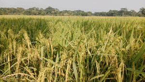 মেঘনার বুকে জেগে ওঠা স্বপ্ন, লাখো মানুষের কর্মসংস্থানের নতুন ঠিকানা