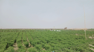 মেঘনার বুকে জেগে ওঠা স্বপ্ন, লাখো মানুষের কর্মসংস্থানের নতুন ঠিকানা