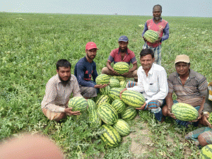 ভোলার চরাঞ্চলে ৫০ হাজার হেক্টর জমিতে তরমুজ চাষ: কৃষকের স্বপ্নে অর্থনৈতিক মুক্তির সম্ভাবনা