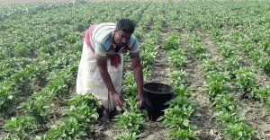 বাংলাদেশে খাদ্য উৎপাদনে কৃষিখাতে সহায়তা ও রক্ষাণাবেক্ষণের প্রয়োজনীয়তা