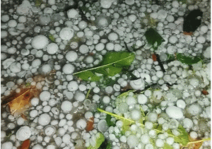 শিলাবৃষ্টির আতঙ্কে ধর্মপাশা-মধ্যনগরের কৃষক, ফসল রক্ষায় দুশ্চিন্তা বাড়ছে