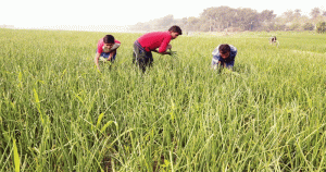 ঘন কুয়াশার চাদরে ঢেকে গেছে ফরিদপুর, বিপাকে পেঁয়াজ চাষিরা