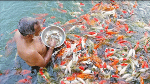 বাংলাদেশে খাদ্য উৎপাদনে কৃষিখাতে সহায়তা ও রক্ষাণাবেক্ষণের প্রয়োজনীয়তা