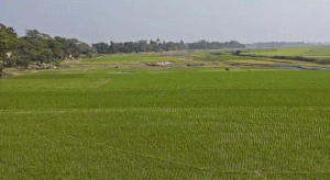 ধর্মপাশায় বৃষ্টিতে স্বস্তি, প্রাণ ফিরে পেল বোরো আবাদ