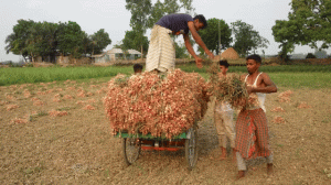 পেঁয়াজ-আলুর দামপতনে কৃষকের কান্না, `কৃষিপণ্য কমিশন গঠনের দাবি'