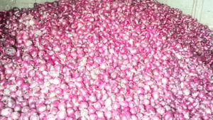 পেঁয়াজের ন্যায্যমূল্য না পাওয়ায় চরম হতাশায় কৃষকরা