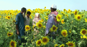 সূর্যমুখীর হলুদ হাসিতে ভরেছে টাঙ্গাইলের মাঠ, স্বপ্ন দেখছেন কৃষক