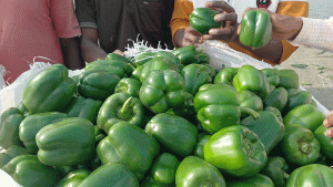 মেঘনার বুকে জেগে ওঠা স্বপ্ন, লাখো মানুষের কর্মসংস্থানের নতুন ঠিকানা