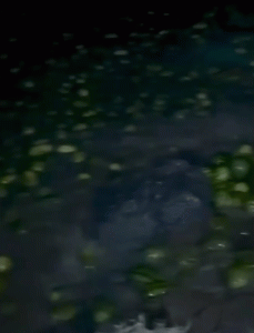 ঝড়ের তাণ্ডবে মেঘনায় ডুবলো ১৯ লাখ টাকার স্বপ্ন, চোখের জলে ভেসে গেল আবুল হাসানের ঈদ-আশা