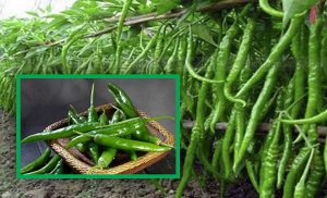 কাঁচা মরিচের মালয়েশিয়া জয়: রপ্তানিতে কৃষিখাতে নতুন সম্ভাবনার দিগন্ত 