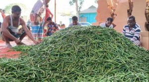 কাঁচা মরিচের মালয়েশিয়া জয়: রপ্তানিতে কৃষিখাতে নতুন সম্ভাবনার দিগন্ত 