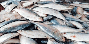 জাতীয় মাছ ইলিশ রক্ষায় সমন্বিত উদ্যোগ জরুরি