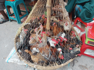 বাজার দর: মাছ, মুরগি, সব্জির দামে  আগুন, চাপে সাধারণ মানুষ