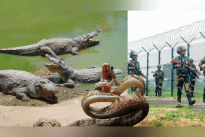 সীমান্ত পাহারায় সাপ ও কুমির ব্যবহারের চিন্তা বিএসএফ’র