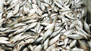 জাতীয় মাছ ইলিশ রক্ষায় সমন্বিত উদ্যোগ জরুরি 