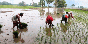 সেচে জ্বালানি সংকট, বোরো উৎপাদন নিয়ে উদ্বেগ
