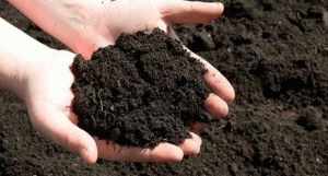 মাটির প্রাণ বাঁচাতে ও বিষমুক্ত ফসলের স্বপ্নে নিবেদিত প্রকৃতিবন্ধু উজ্জ্বল কুন্ডু