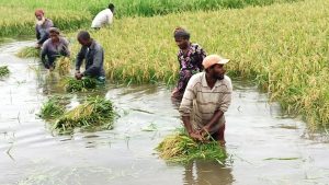 পাহাড়ি ঢলে তলিয়ে গেল বোরো ধান, দিশেহারা কৃষক