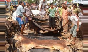 কোরবানির পশুর চামড়া রক্ষায় সরকারের যুগান্তকারী উদ্যোগ, শক্তিশালী হবে অর্থনীতি