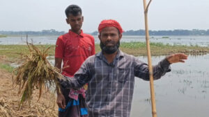 নেত্রকোনায় ধান তলিয়ে ক্ষতি ৩৭৩ কোটি টাকার, ক্ষতিগ্রস্ত ৭৮ হাজার কৃষক 