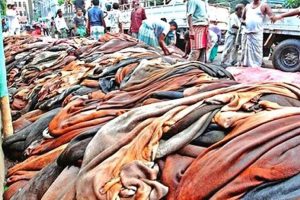 চামড়া রক্ষায় বিনামূল্যে লবণ বিতরণ করবে সরকার