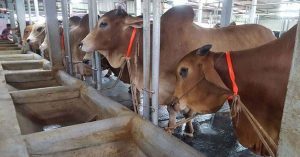 সীমান্তে অবৈধ গবাদিপশু প্রবেশ ঠেকাতে বিজিবিকে কঠোর নজরদারির নির্দেশ