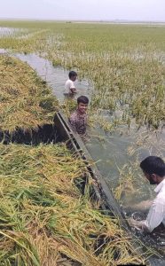 ধর্মপাশা ও মধ্যনগরে রোদে স্বস্তি, ধান শুকাতে ব্যস্ত হাওরের কৃষক