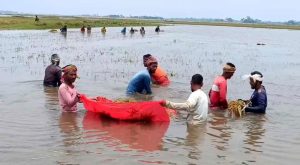  নাসিরনগরে উজানের ঢল: তলিয়েছে ৩০০ হেক্টর ধান, দিশেহারা কৃষক