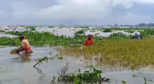  নাসিরনগরে উজানের ঢল: তলিয়েছে ৩০০ হেক্টর ধান, দিশেহারা কৃষক