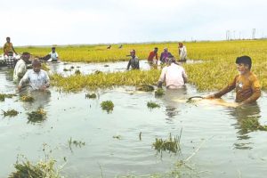 সর্বনাশা ঢলের বিভীষিকা: হাওরের কান্নায় ডুবে যাচ্ছে স্বপ্ন, নিঃস্ব কৃষকের অসহায় আর্তনাদ