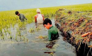 তলিয়ে গেছে ফসল, দুশ্চিন্তায় সুনামগঞ্জের লাখো কৃষক