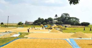 হাওরের ফসল রক্ষায় সরকারের মহাপরিকল্পনা, ড্রেজিং হবে ১৩ নদী, বাঁচবে লাখো কৃষকের স্বপ্ন