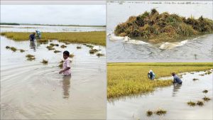 হাওরের ফসল রক্ষায় সরকারের মহাপরিকল্পনা, ড্রেজিং হবে ১৩ নদী, বাঁচবে লাখো কৃষকের স্বপ্ন