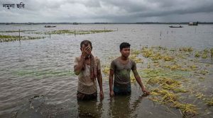 হাওরের ফসল রক্ষায় সরকারের মহাপরিকল্পনা, ড্রেজিং হবে ১৩ নদী, বাঁচবে লাখো কৃষকের স্বপ্ন